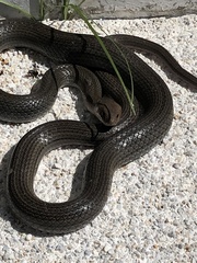 Masticophis mentovarius