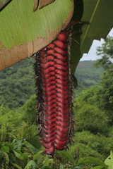 Heliconia mariae