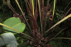 Calathea lutea