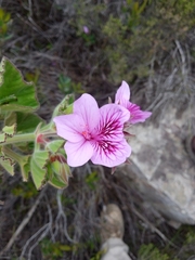 Pelargonium cucullatum cucullatum