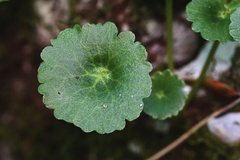 Umbilicus rupestris