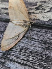 Epiphryne verriculata