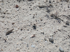Phidippus nikites