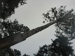 Sequoia