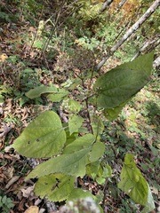 Ageratina