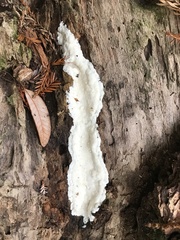 Byssomerulius corium