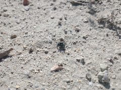 Phidippus nikites