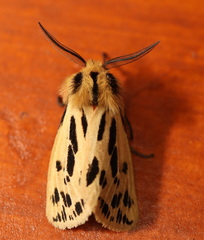 Ardices curvata