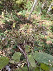 Ageratina