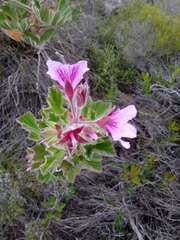 Pelargonium cucullatum cucullatum