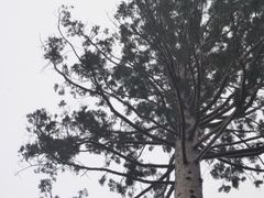 Sequoia