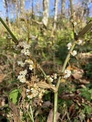 Cuscuta