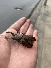 Sphaenognathus feisthamelii