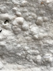 Byssomerulius corium