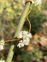 Cuscuta