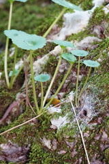 Umbilicus rupestris