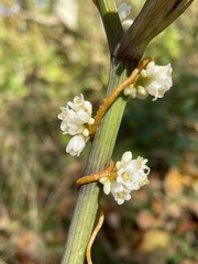 Cuscuta