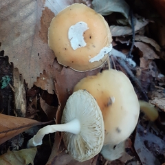 Amanita junquillea
