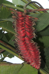 Heliconia mariae
