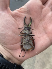 Sphaenognathus feisthamelii