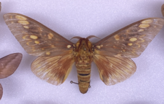 Citheronia bellavista