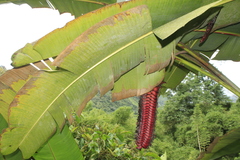 Heliconia mariae