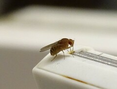 Drosophila immigrans