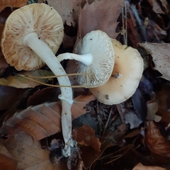 Amanita junquillea