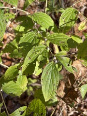 Lithospermum officinale