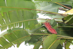 Heliconia mariae