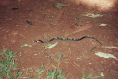Spilotes pullatus