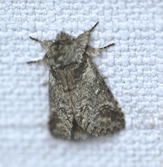 Antithemerastis acrobela