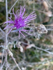 Centaurea