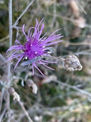 Centaurea