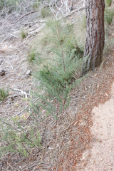 Asparagus rubicundus