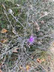 Centaurea