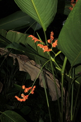 Stromanthe stromanthoides