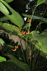 Stromanthe stromanthoides