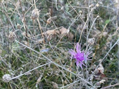 Centaurea