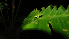 Espadarana prosoblepon