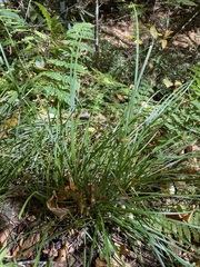Carex lurida