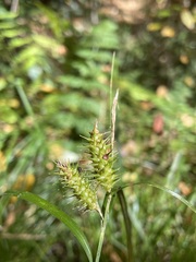Carex lurida