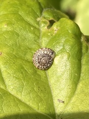 Xeroplexa intersecta