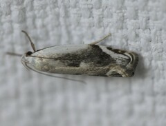 Plectophila discalis