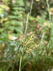 Carex lurida