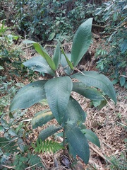 Miconia impetiolaris