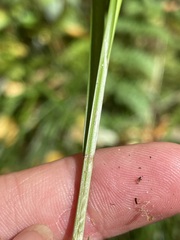 Carex lurida