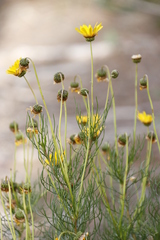Euryops