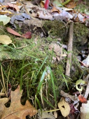 Agrostis perennans