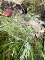 Agrostis perennans